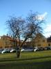 tabus tree grass houses yellow walls cars suburban rows terraced