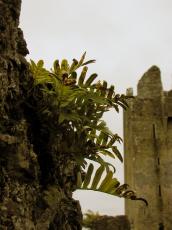 castle leaves moss stones