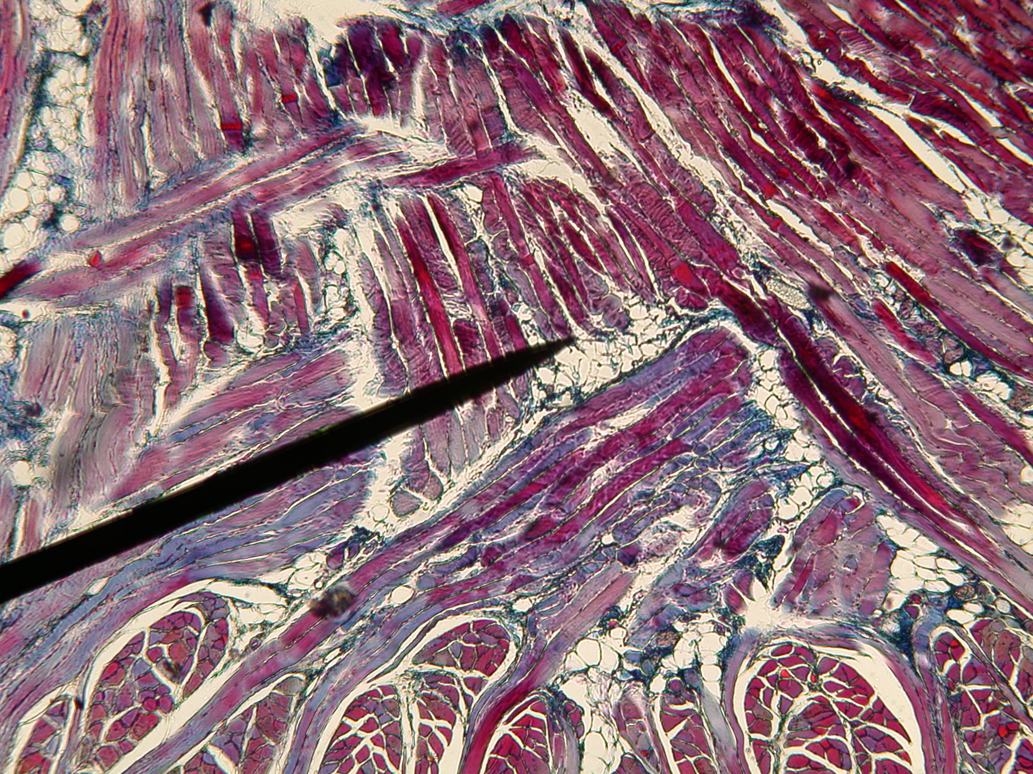 Image*After photos paint painting organic red stroke stroke art