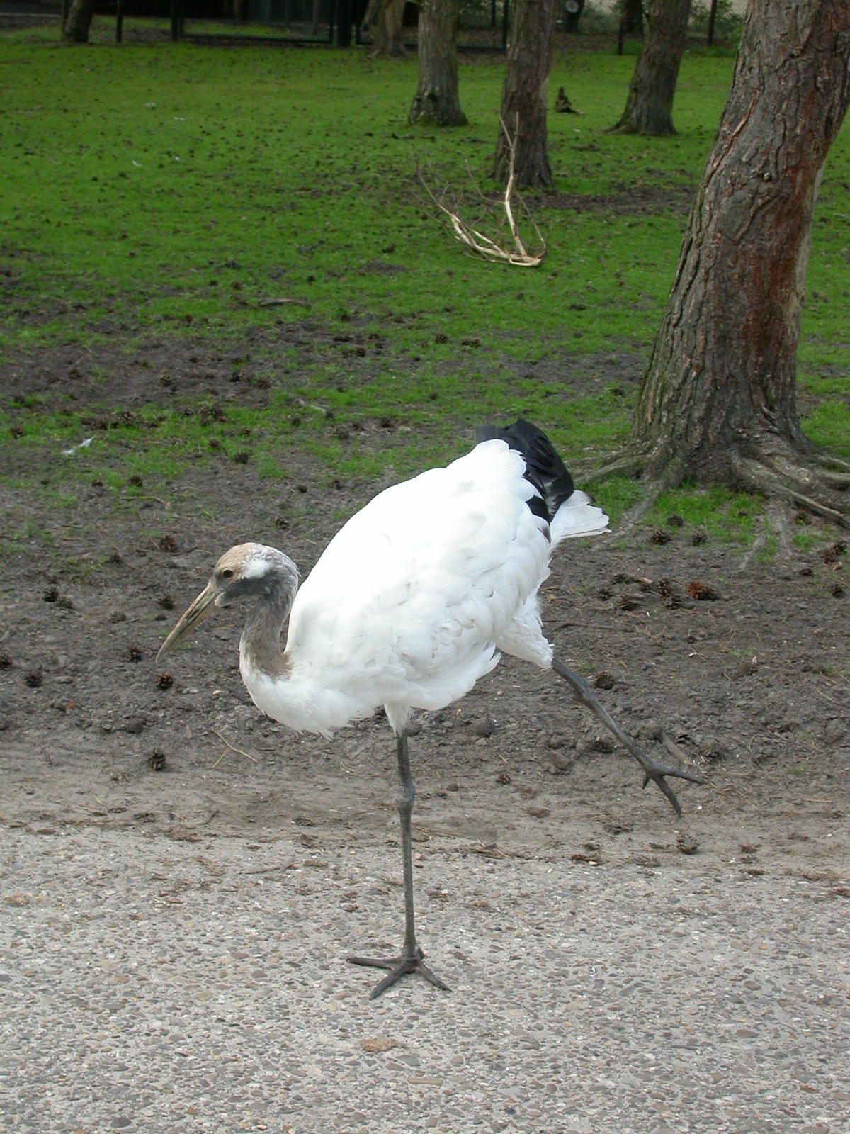 Image*After photos eva bird white pelican standing on onle leg white black feathers