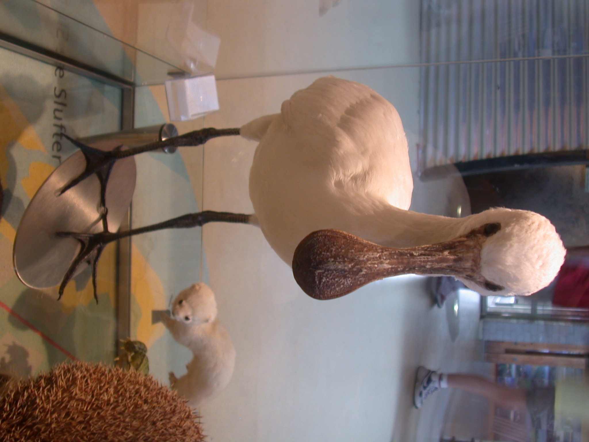 stuffed duck wading bird taxidermi taxidermist white feathers beaks
