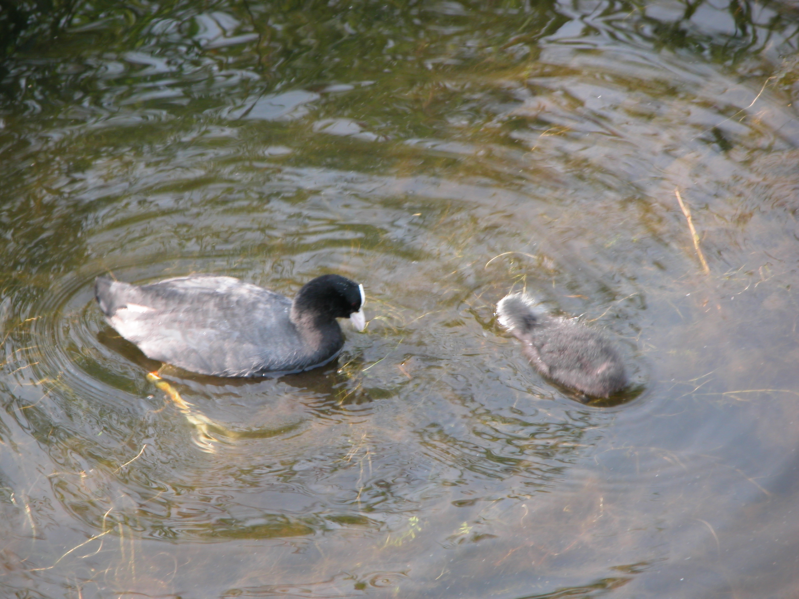 bird pond chick chicklet feather down water fowl