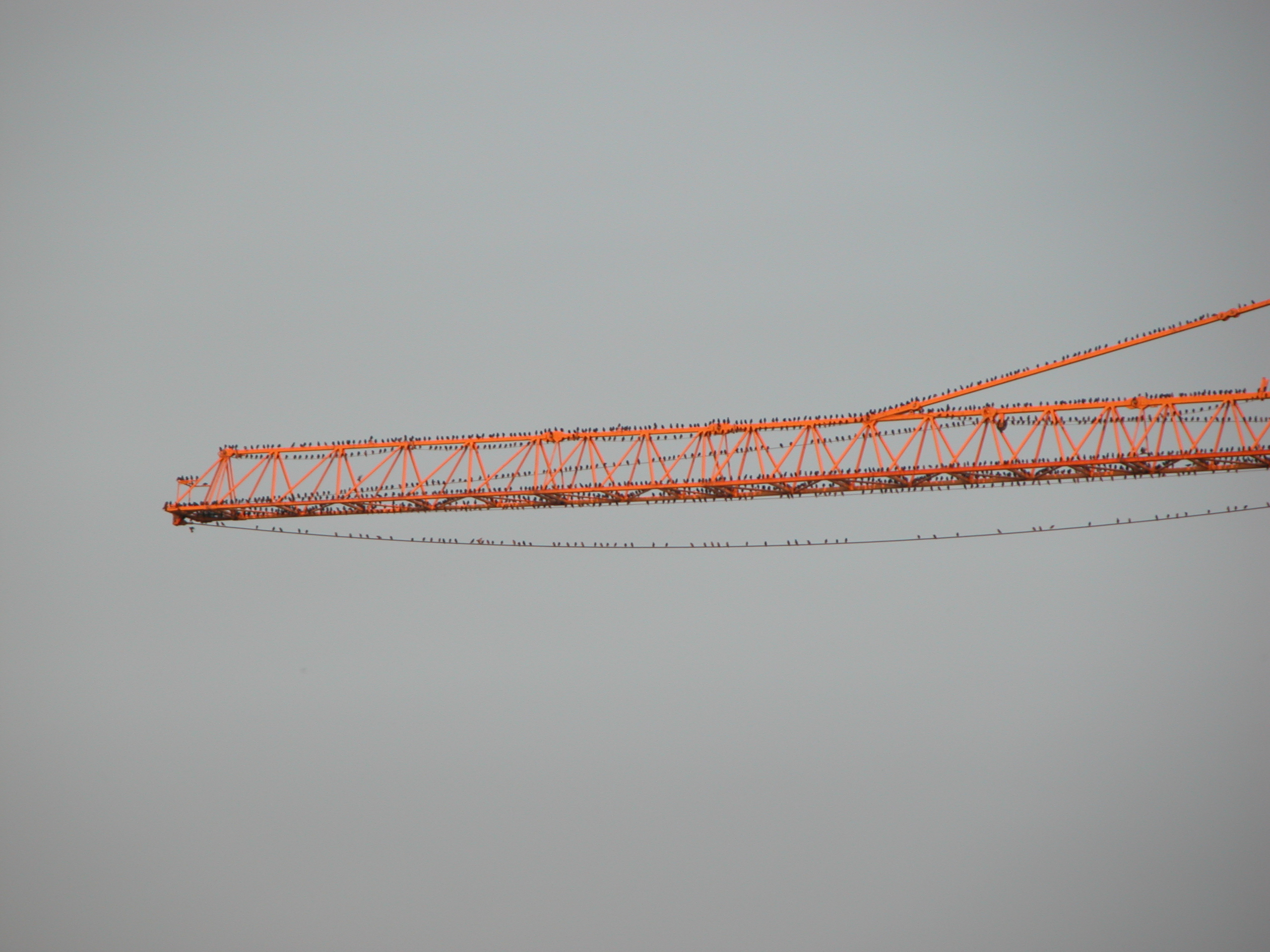crane birds bird swarm