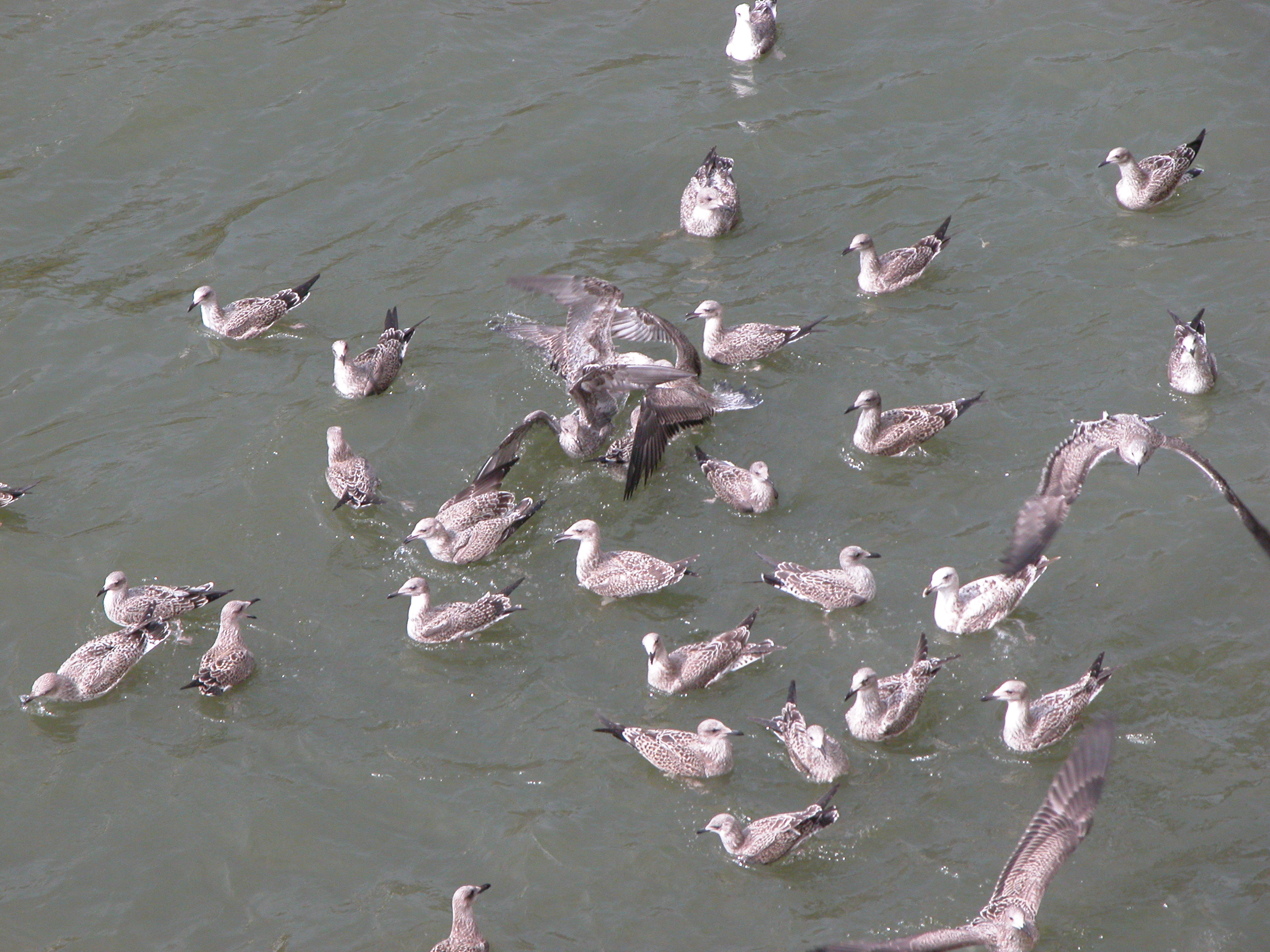 gull gulls seagull seagulls white grey feathers bobbing in the water