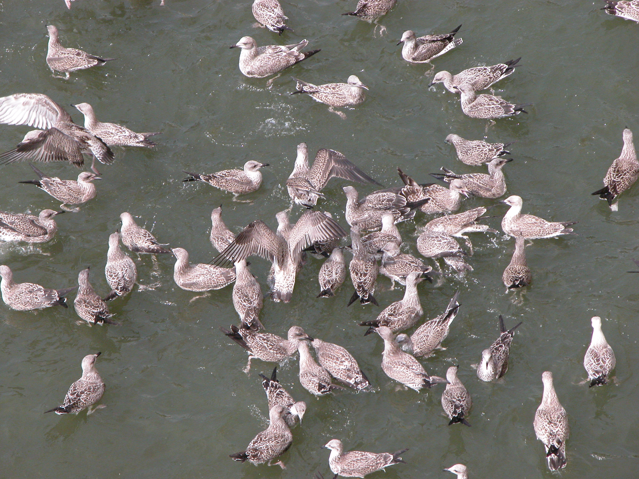 gull gulls seagull seagulls birds water floating eating feeding grey gray feathers flock of