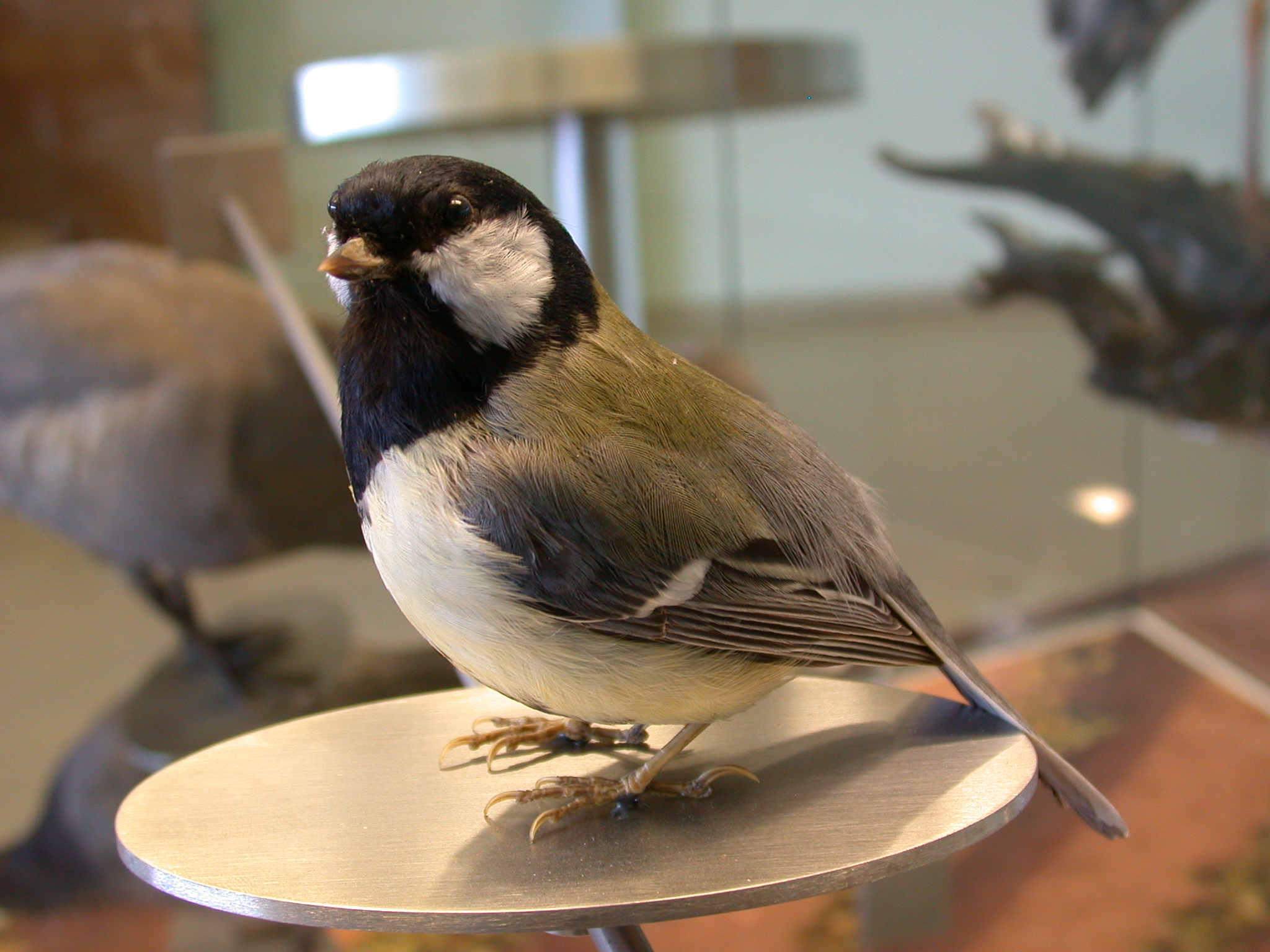 nature animals birds coletit side