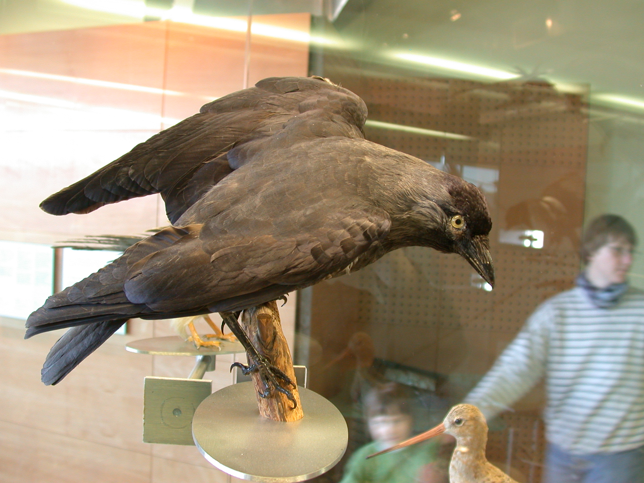 raven black feathers eye beak claws