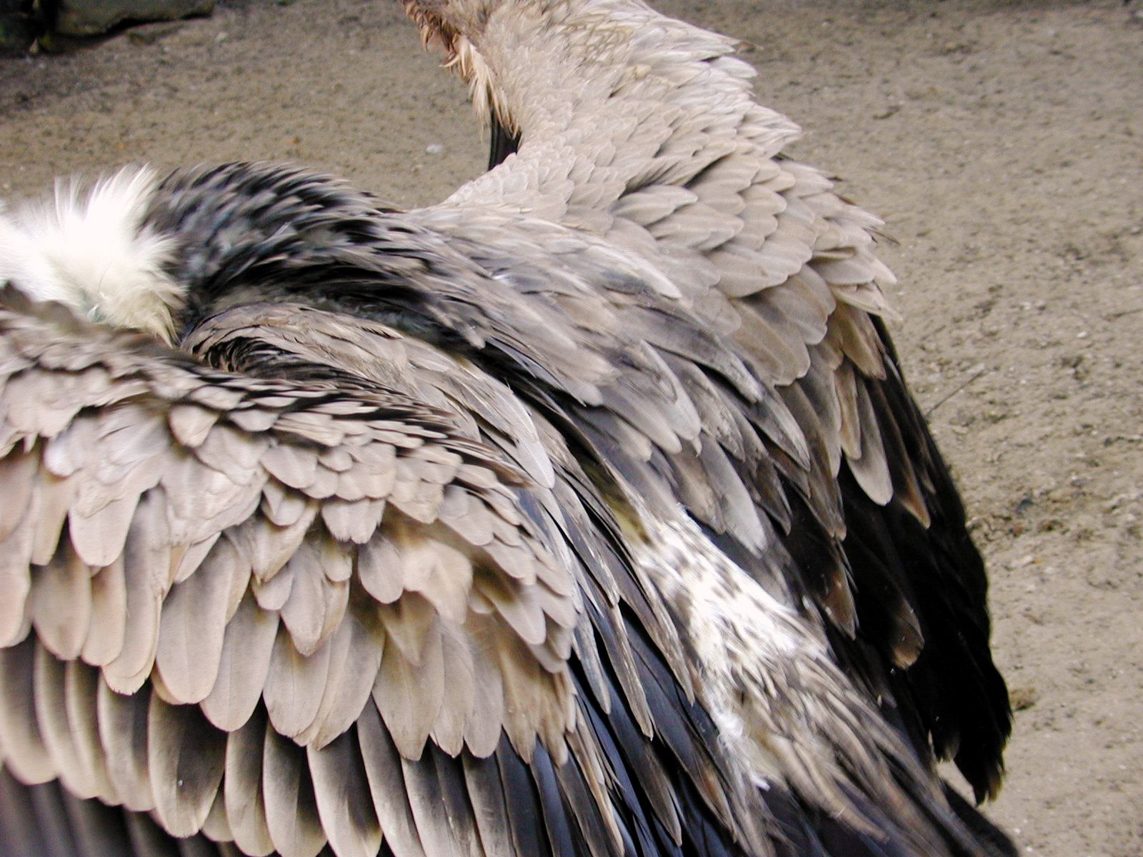 image-after-image-vulture-feathers-zoo-artis-bird-ground-grey-gray