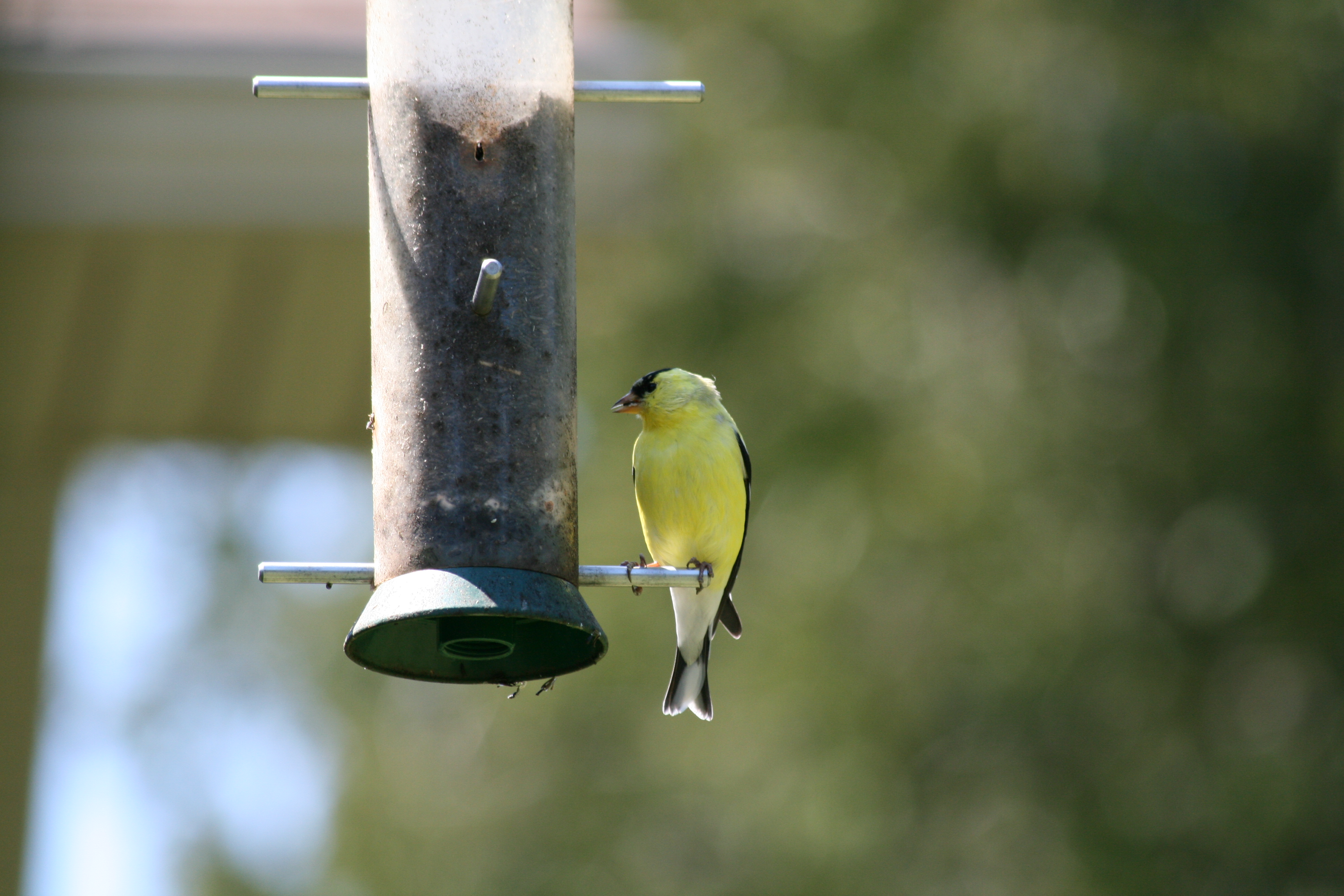 Image*After photos bozzit finch bird garden gardenbird eating perch