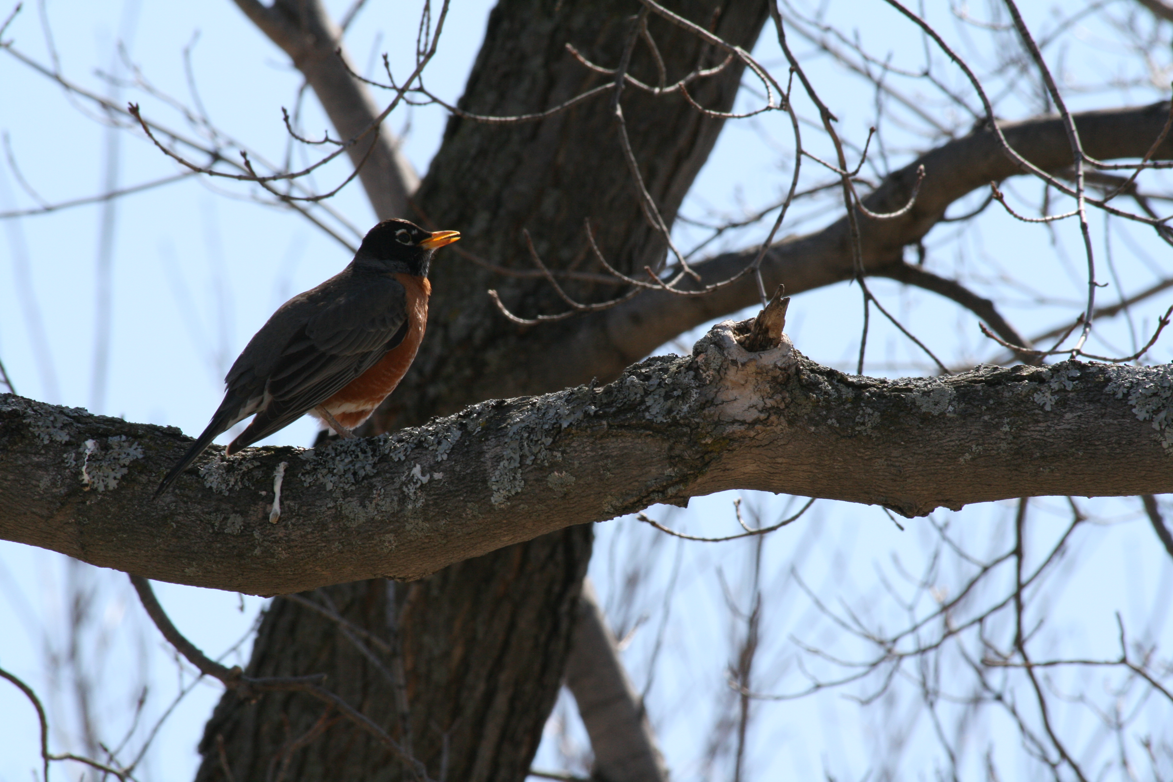 Image*After photos bozzit sparrow bird tree singing beak feathers