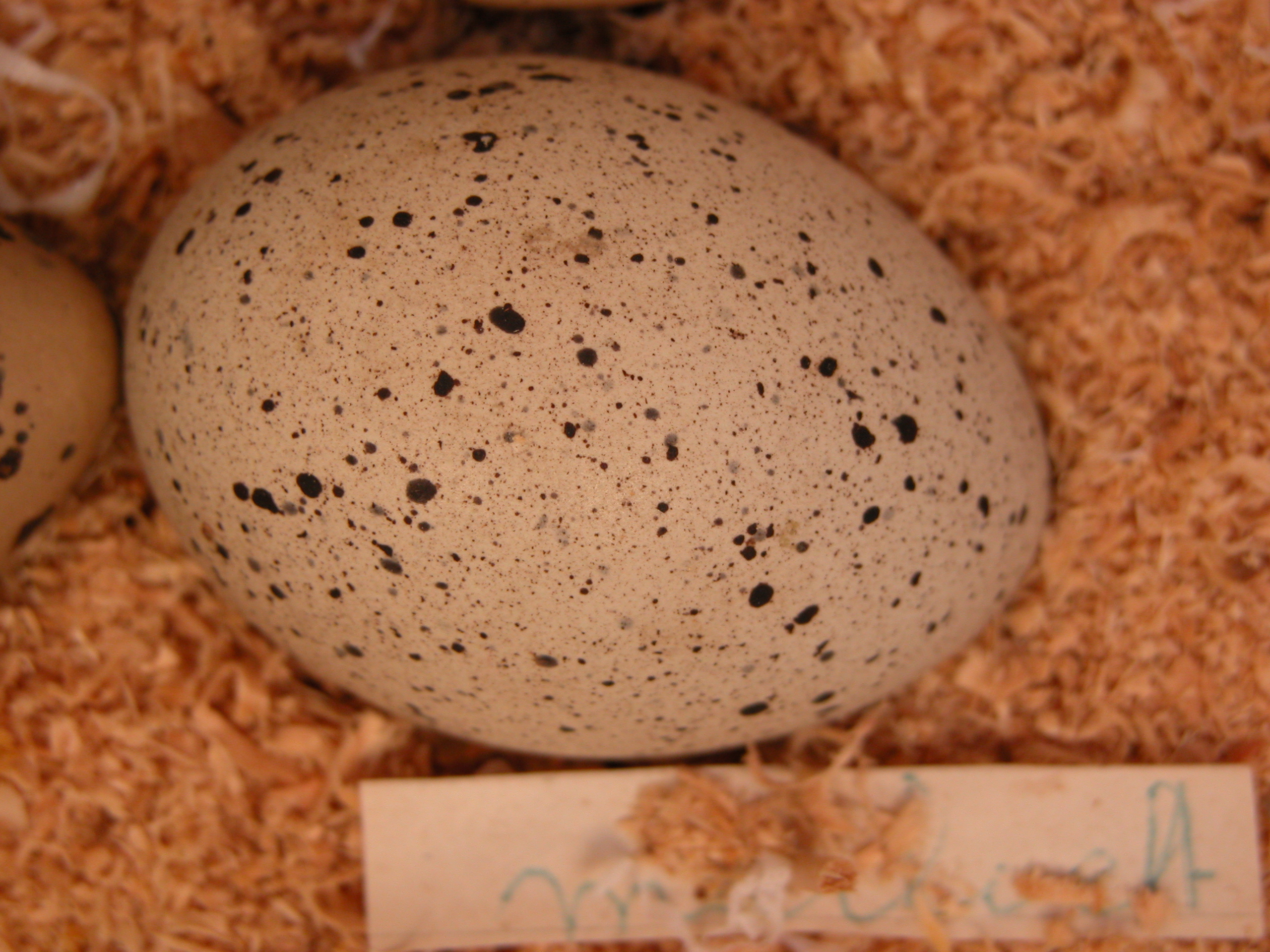 Image*After images egg collection