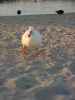 insektokutor cheeky white duck on sand bird