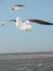 nature animals birds seagull seagulls flying storm stormy weather Great Black-backed Gull gull black