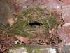 bird bird's nest chicks moss autumn brown green