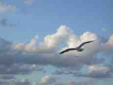 nature animals birds gull seagull flying