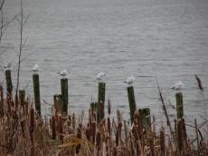 nature animals birds pole poles gull gulls