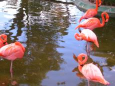 flamingo flamingos pink burds in water zoo