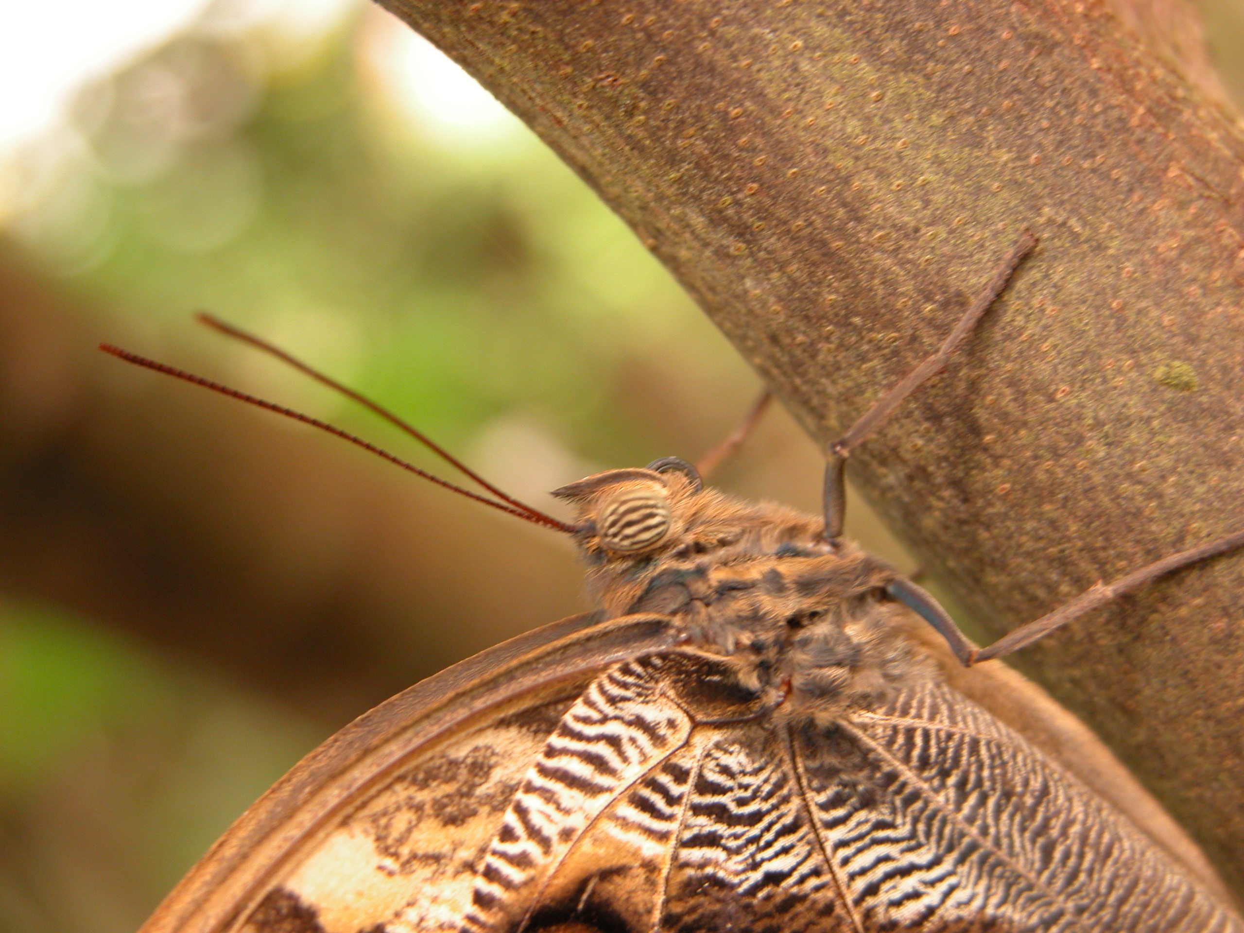Image*After photos butterfly closeup antenna on tree