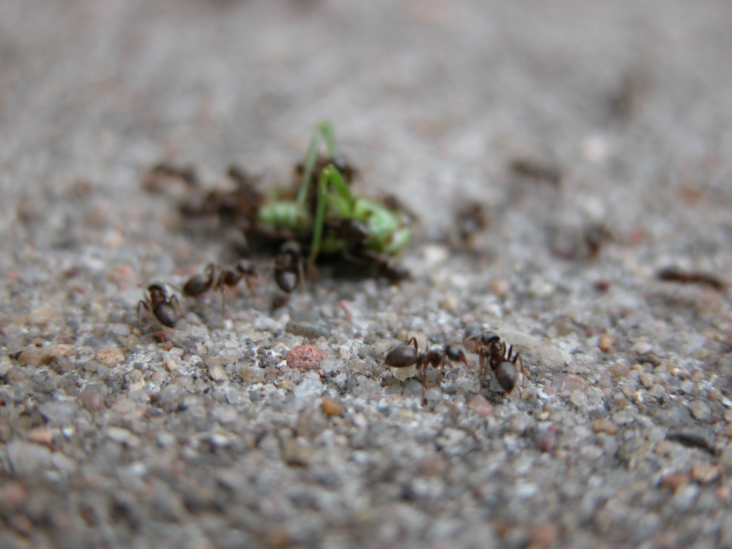 Image*After photos ants eating pray insect feast hunt