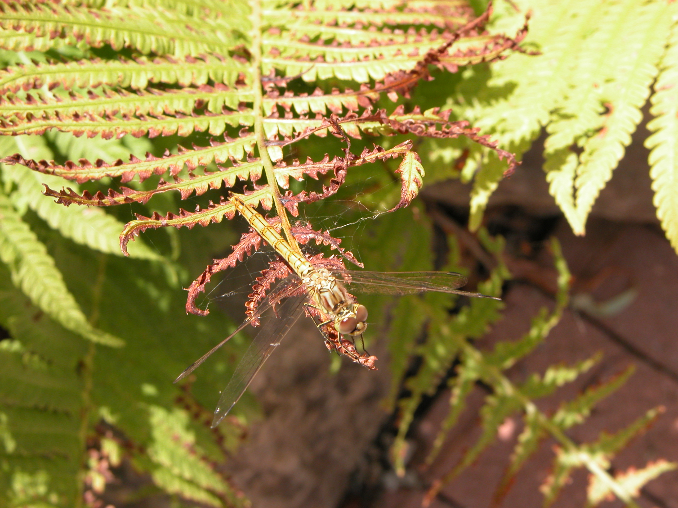 Image*After images nature plants fern animals insects lillybelle macro top dragonfly
