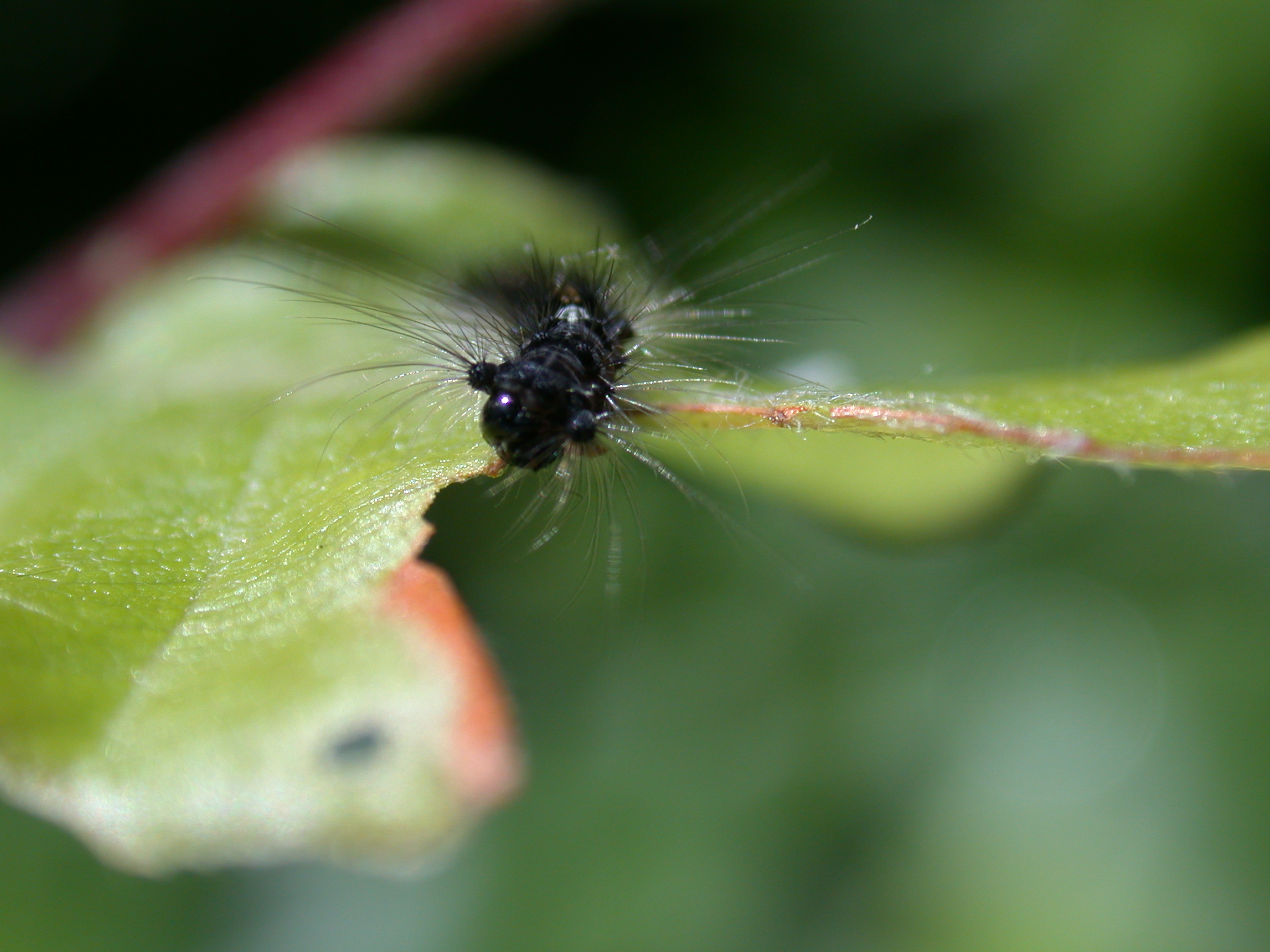 Image*After : images : caterpillar eating bug insect hair hairs hairy ...