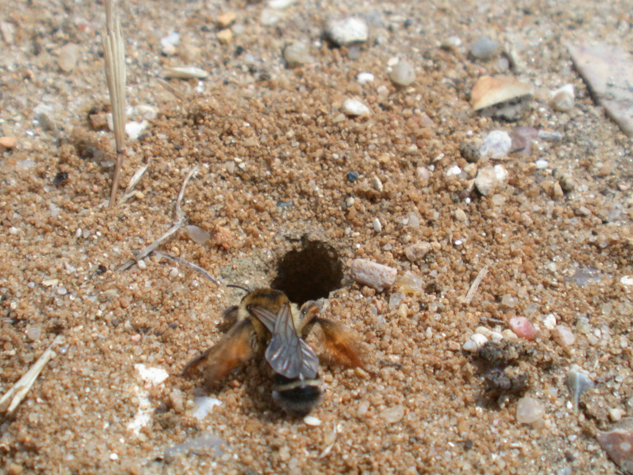 earth hole nest