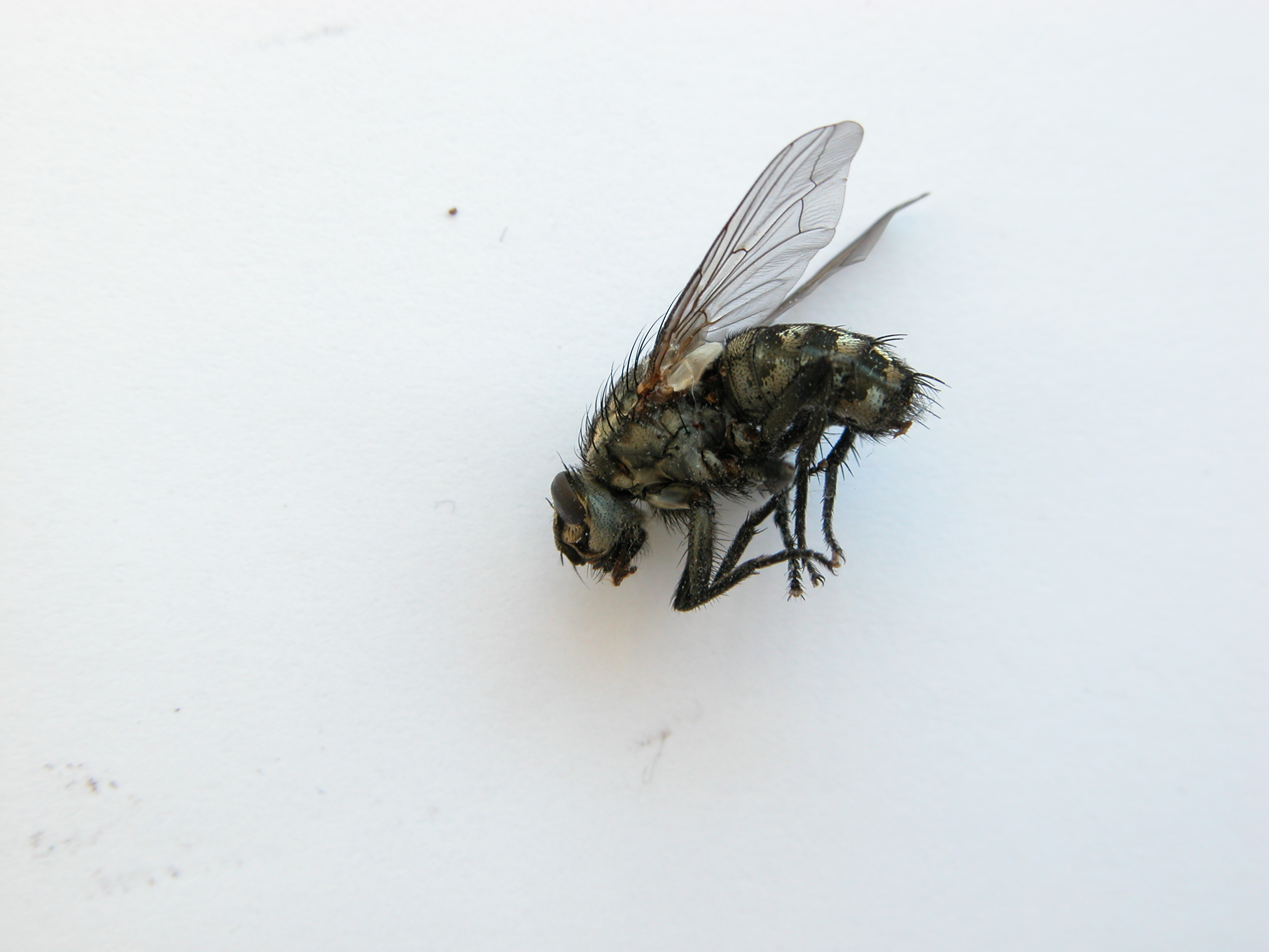 Image*After photos flykit fly dead nature animals insects side