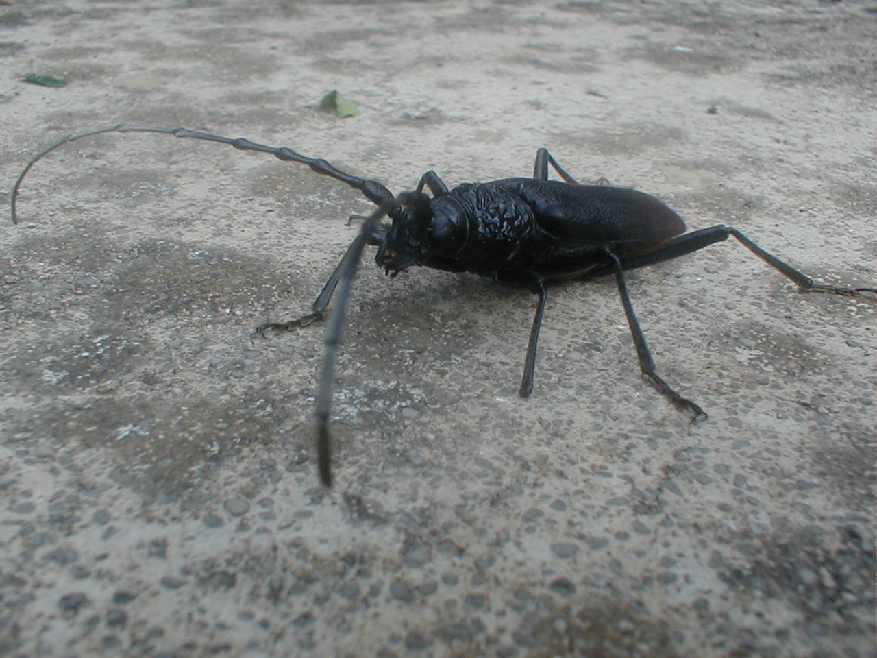 Image*After photos dario huge bug insect armor armour black