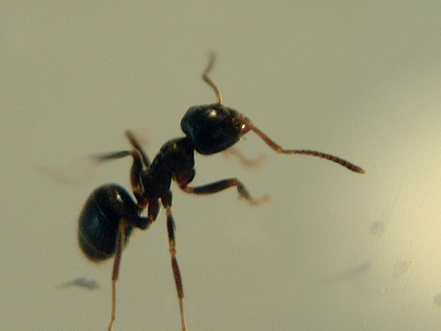 Image*After : photos : maartent ant insect worker colony