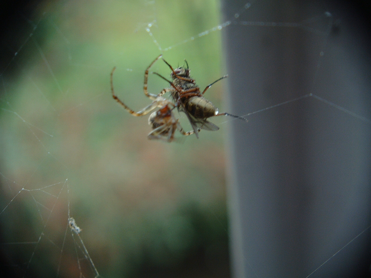 Image*After : photos : maartent spider fly web insect arachnid