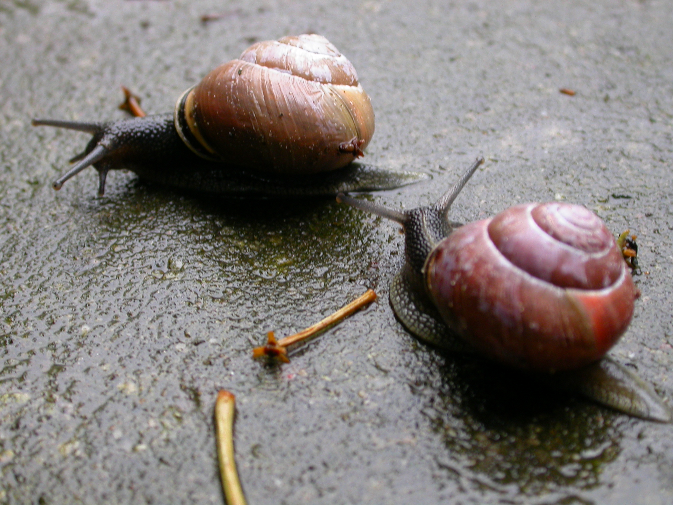 Image*After photos paul snails snail race insects