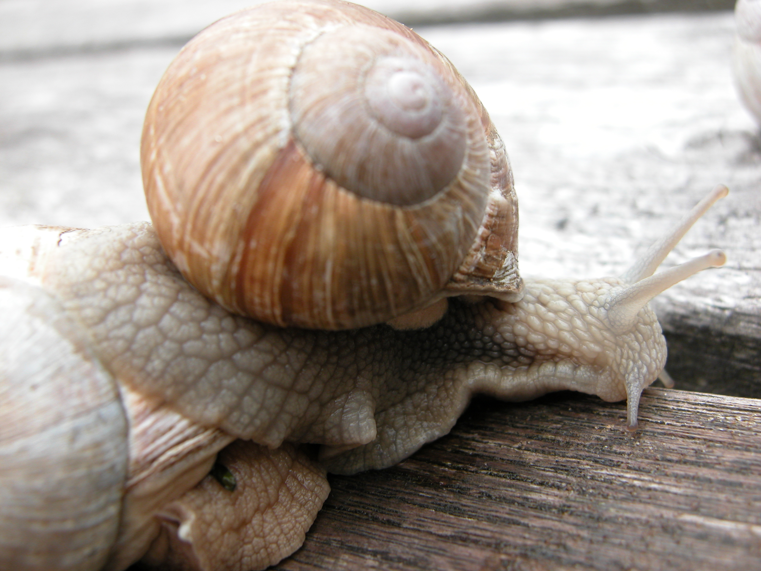 Image*After images nature animals insects macro snail snails