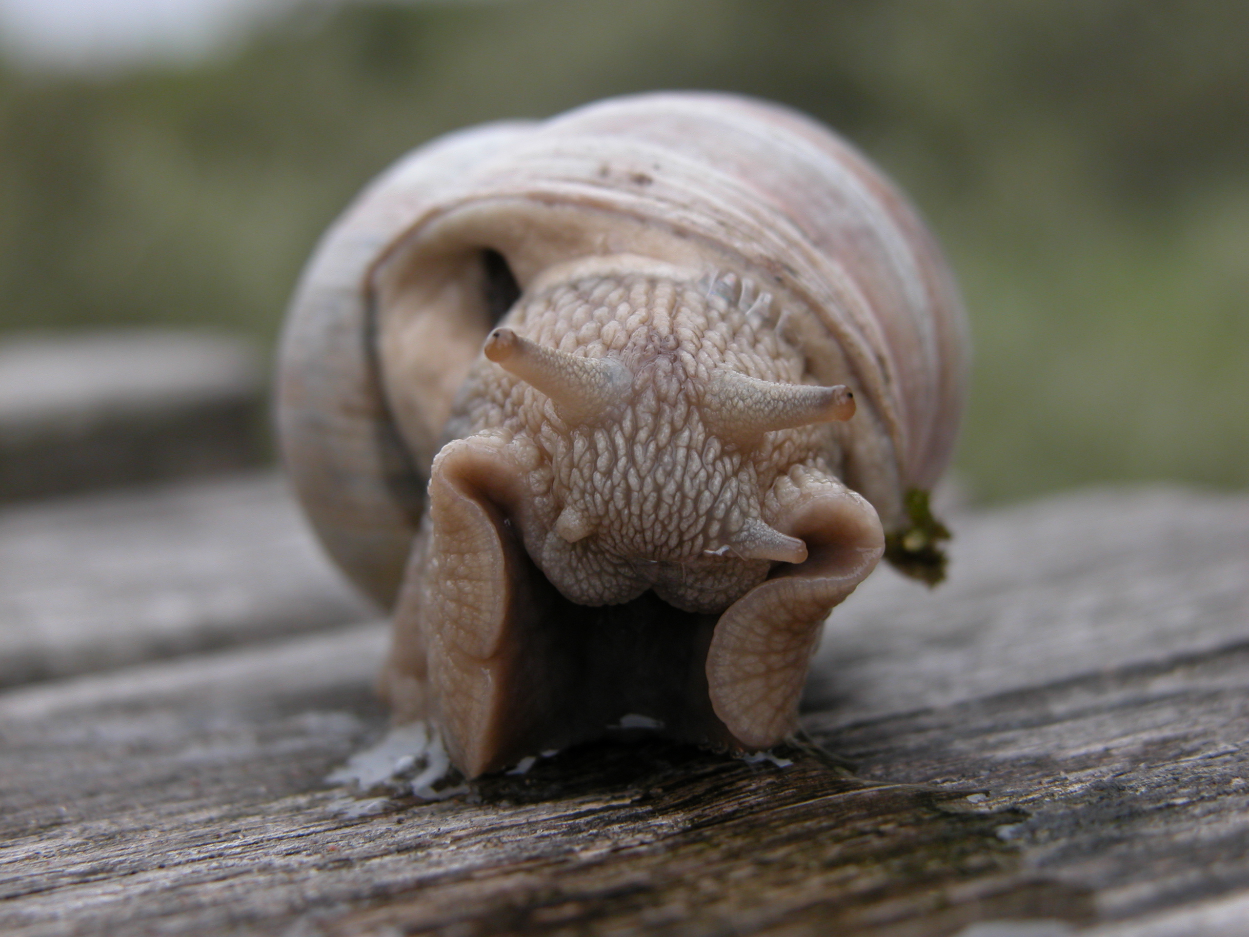 snail on wood crawling slime