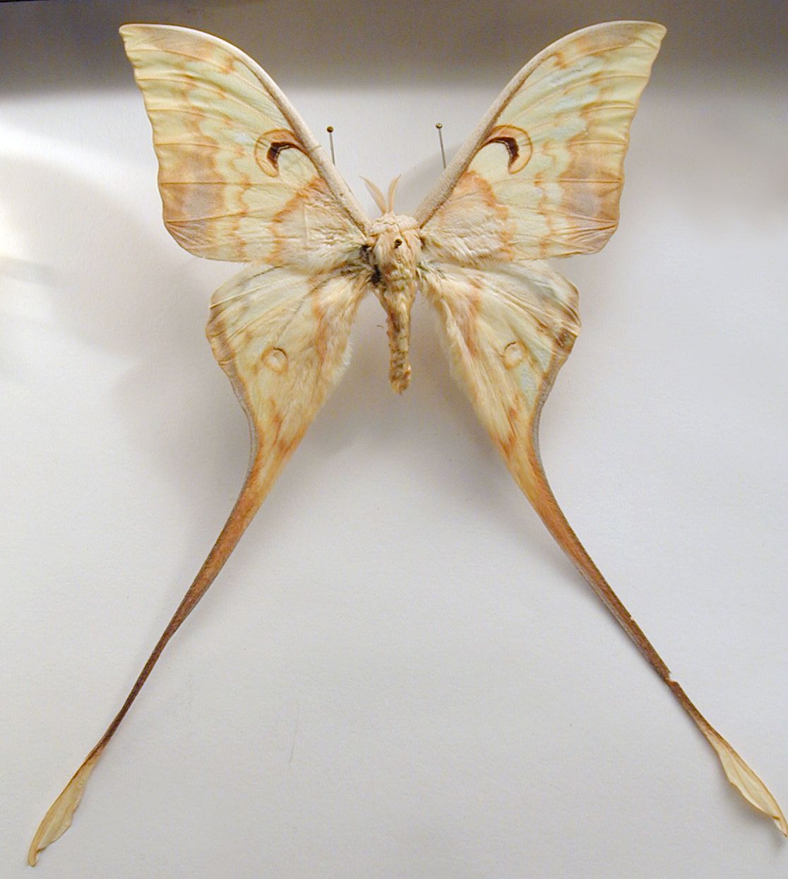 Image*After images moth butterfly wing wings vein white beige eye