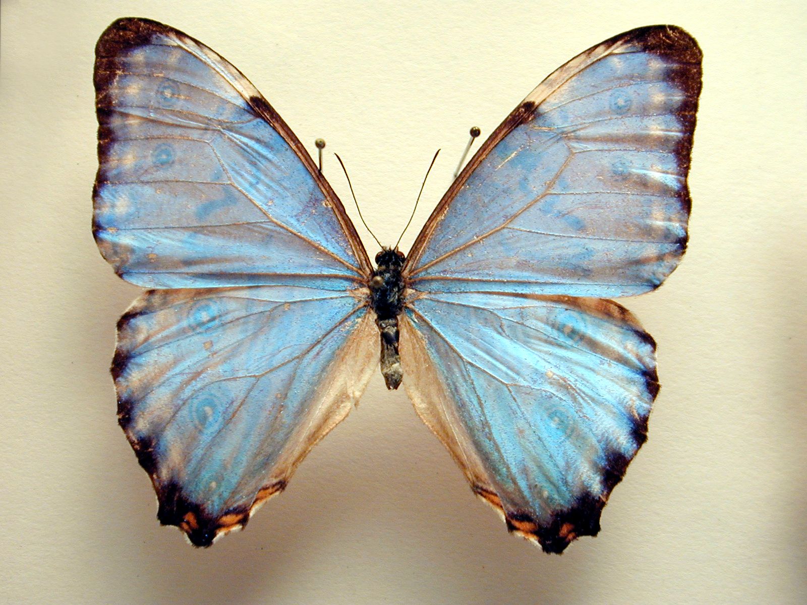 Light Blue Butterfly Wings