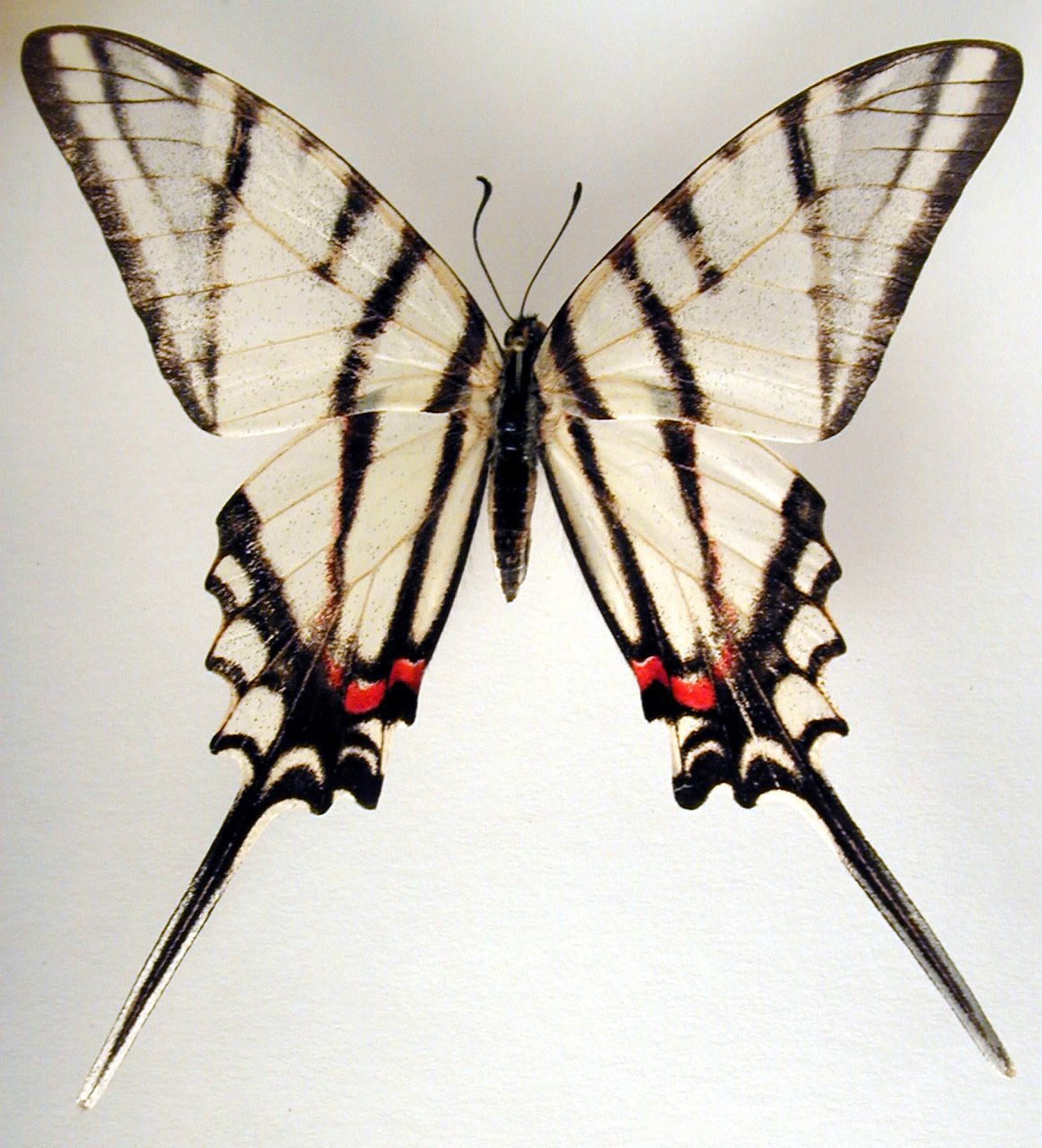 Image*After images butterfly black white zebra wing wings vein