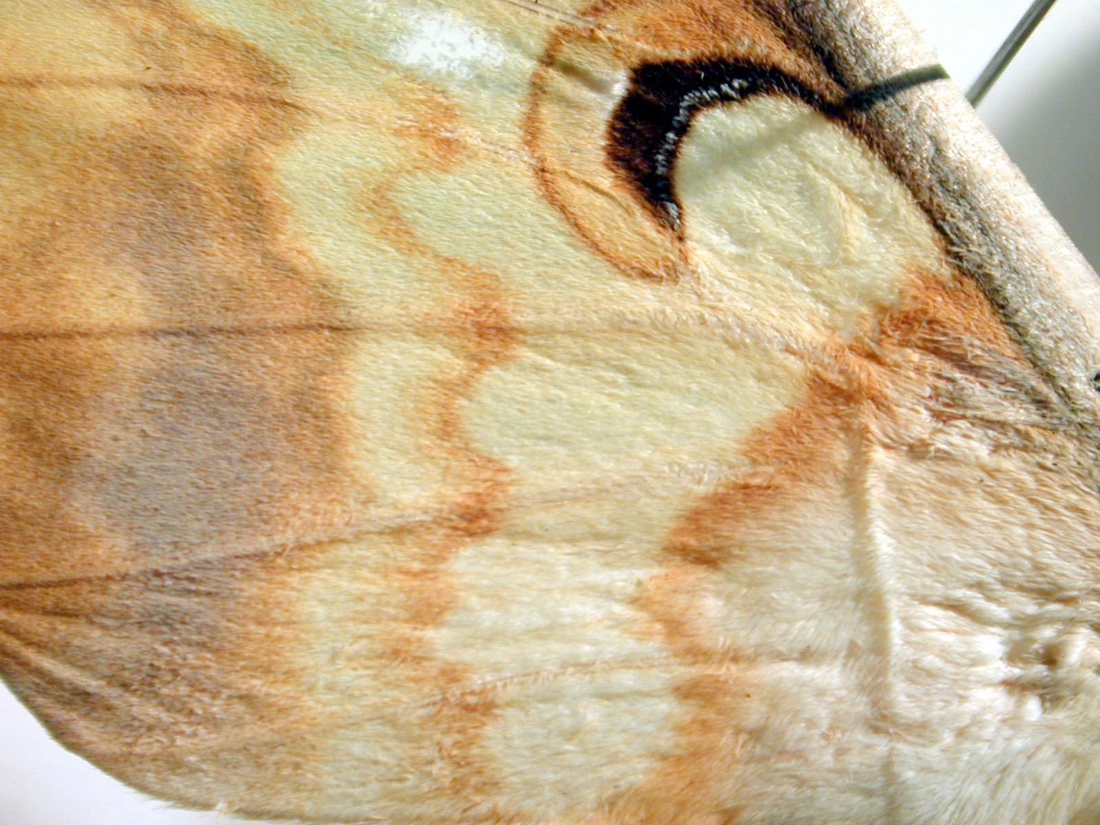 Image*After photos butterfly insect wing wings vein top beige