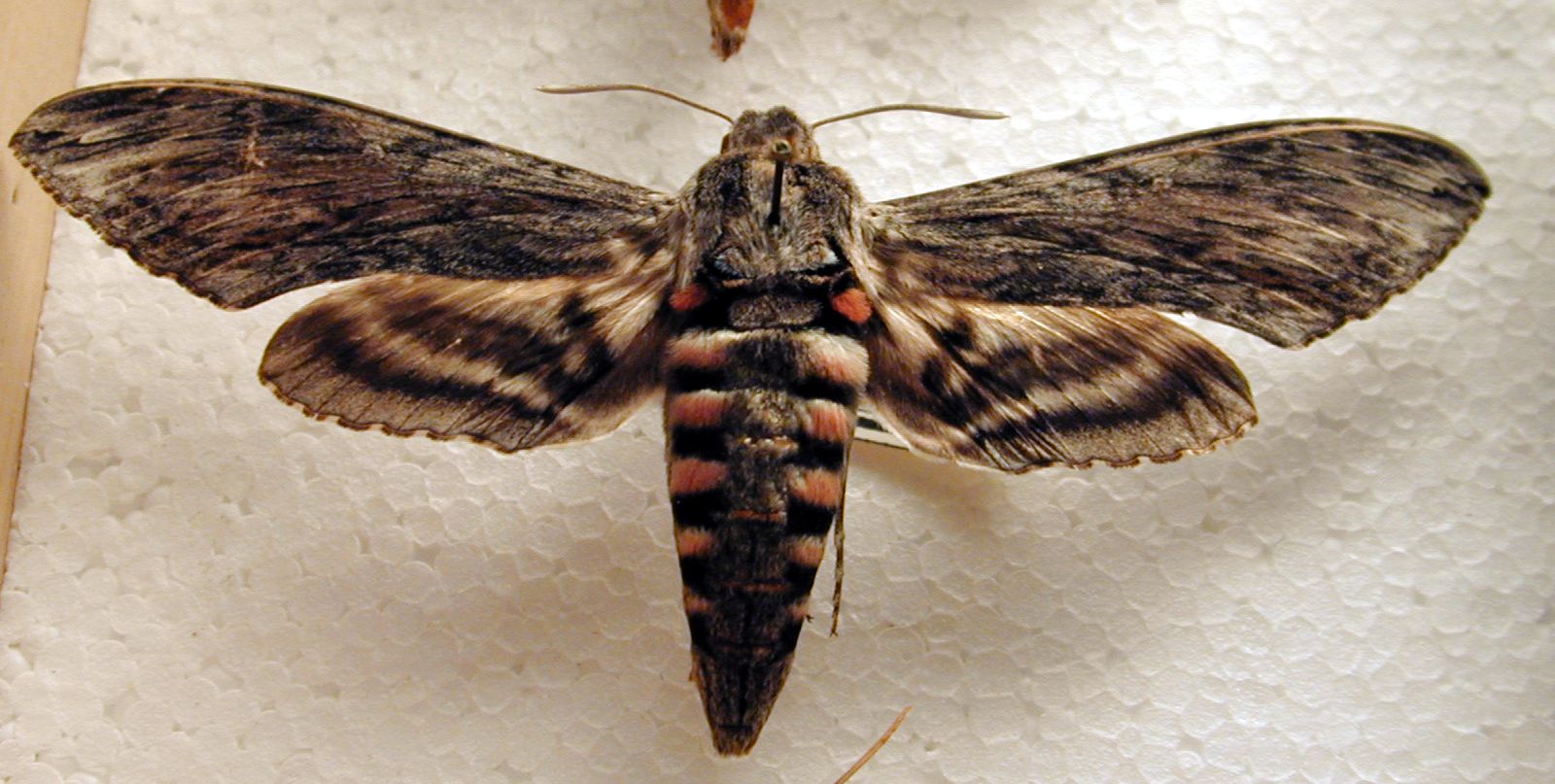 Image*After photos moth butterfly insect collection hair hairy wing