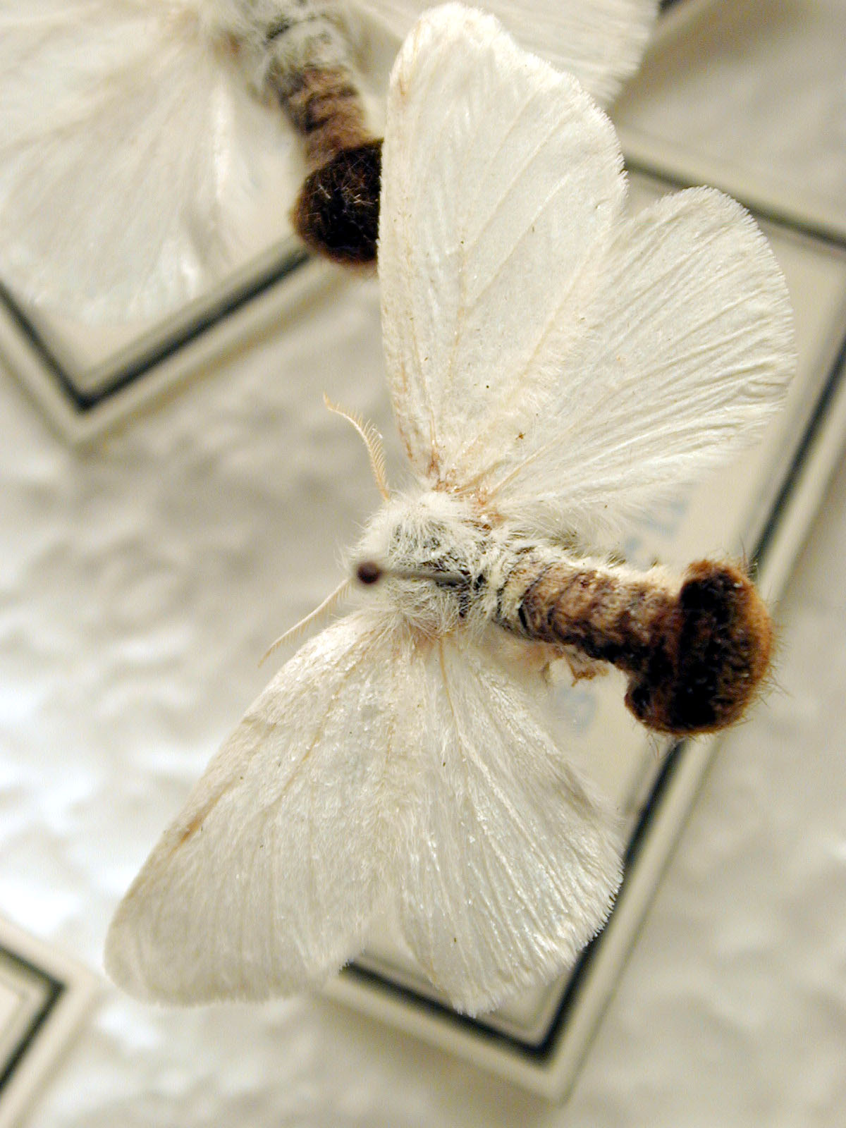 Image*After photos moths butterflies insects moth butterfly insect