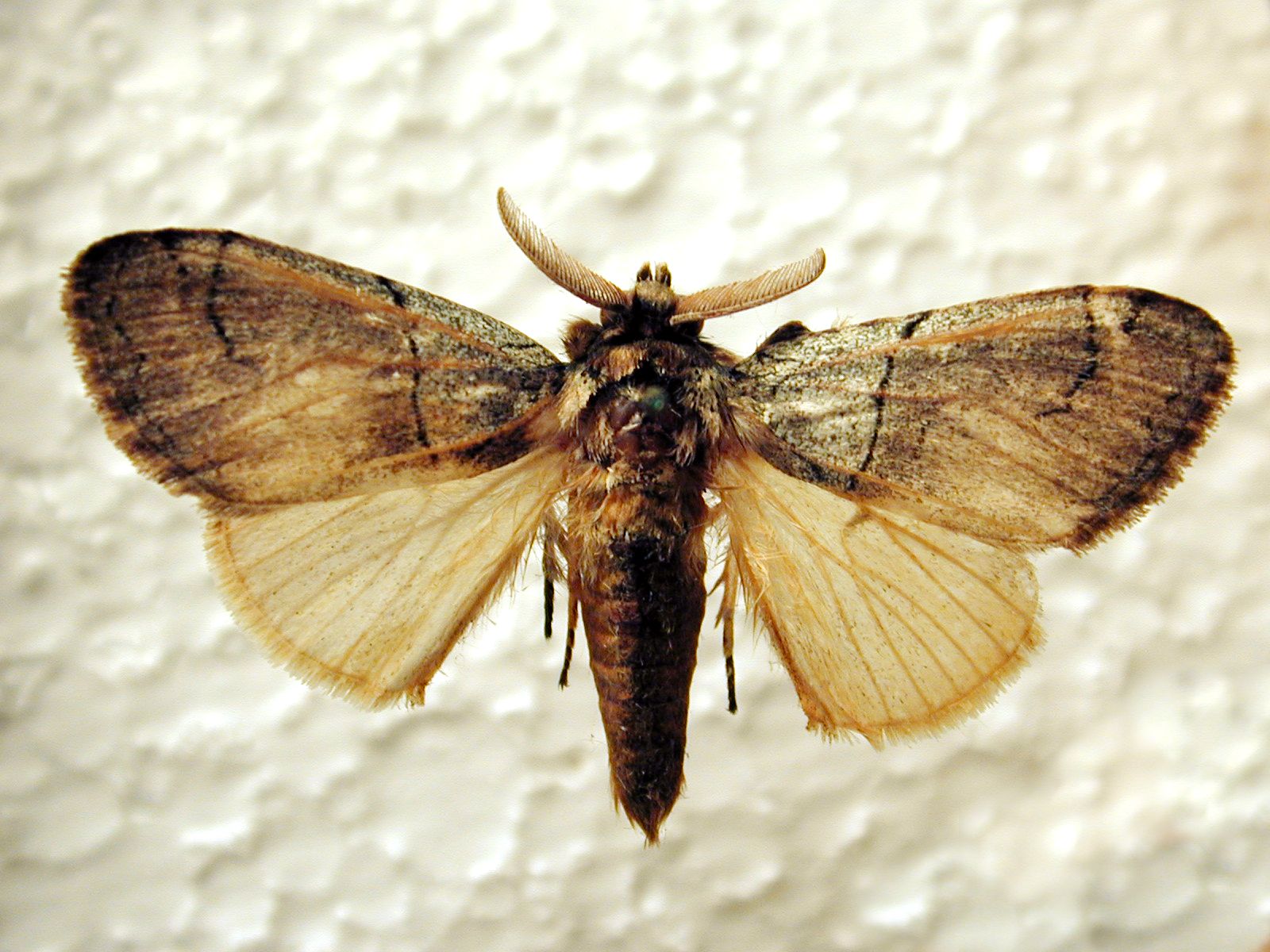 moth brown wings bug plastic white foam insect