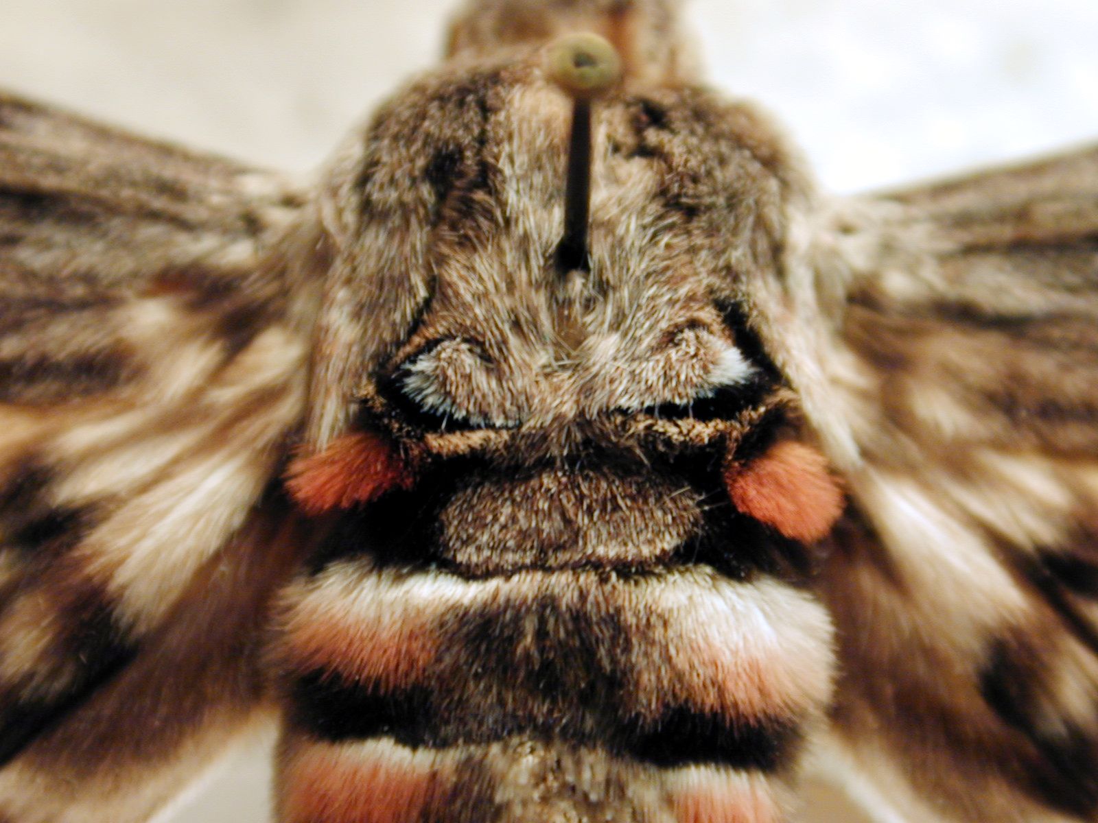 Image*After images moth hair hairy insect top chest macro pin