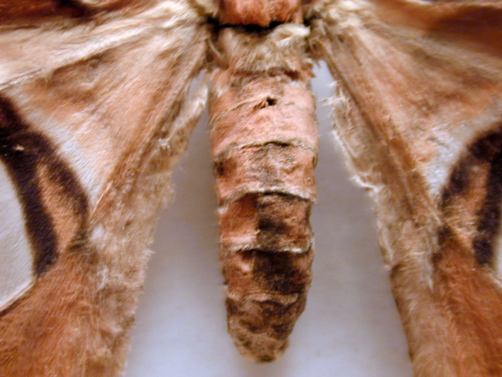 Image*After images butterfly moth behind hairy hair extincted macro