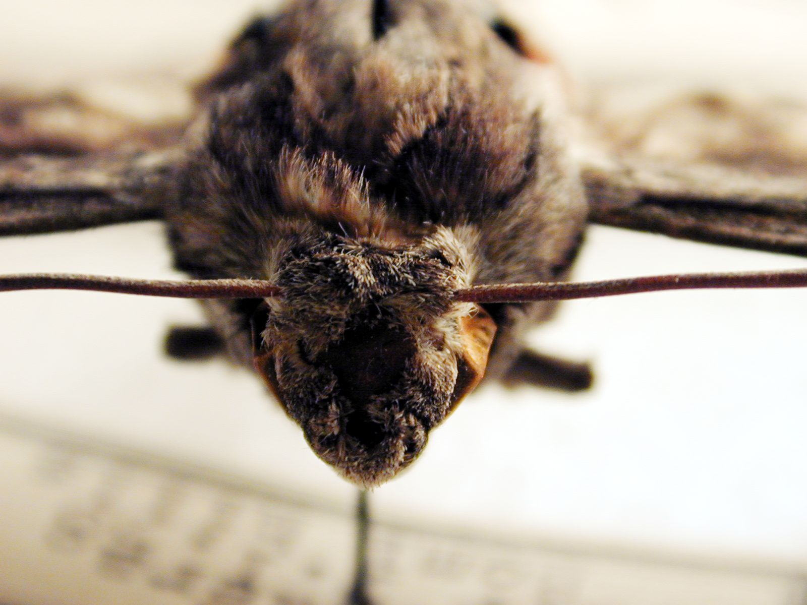 Image*After photos moth head front flying hair hairy insect bug macro