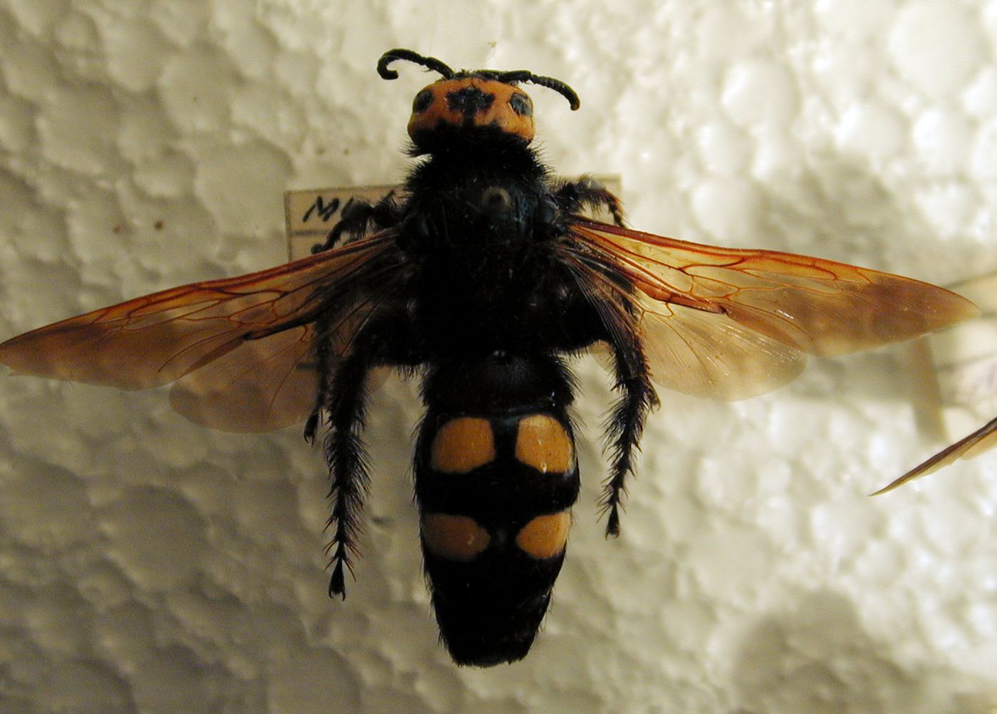 Image*After image wasp pseudowasp waspalike fly bee wing wings