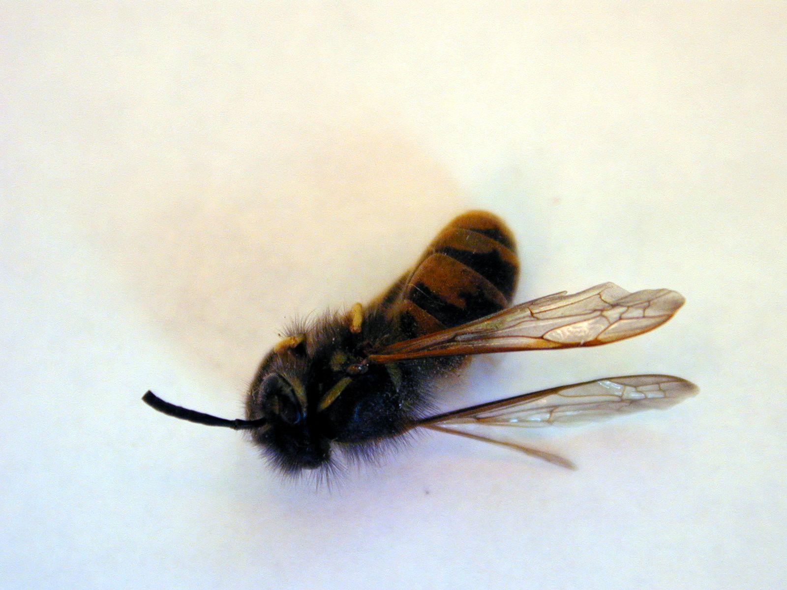 Image*After images wasp mummy mummyfied insect bug dead wing wings