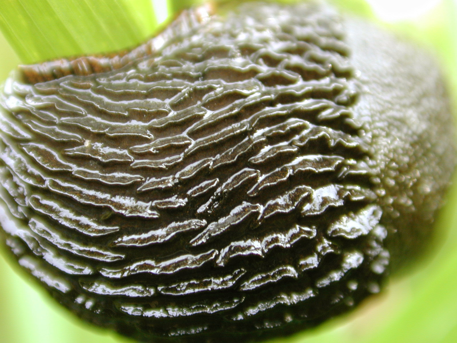 Image*After images snail slug skin closeup slime slimy scales