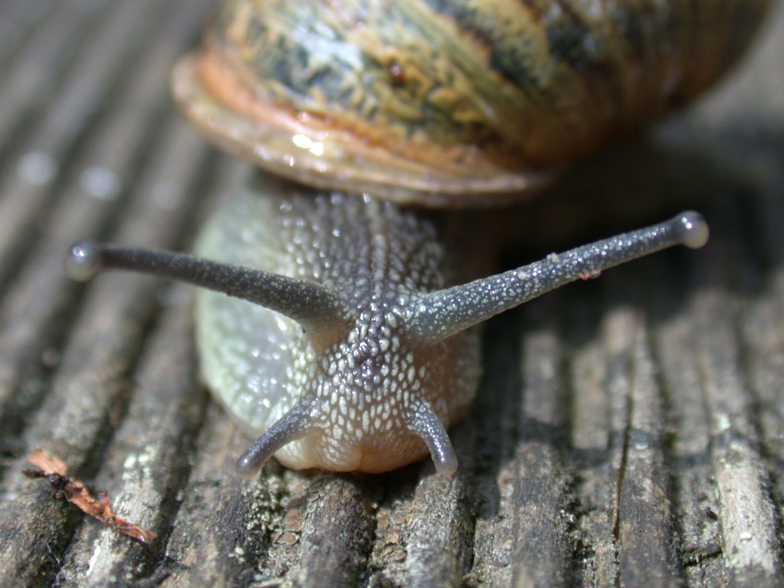 Image*After images snail macro nature animals insects head front