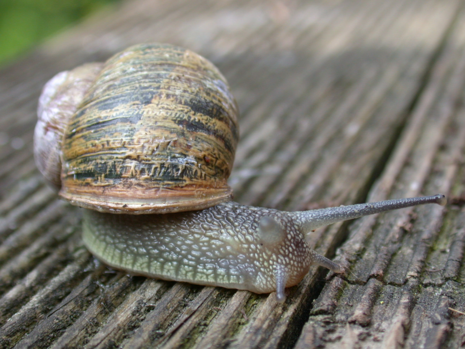 snail macro shell nature animals insects
