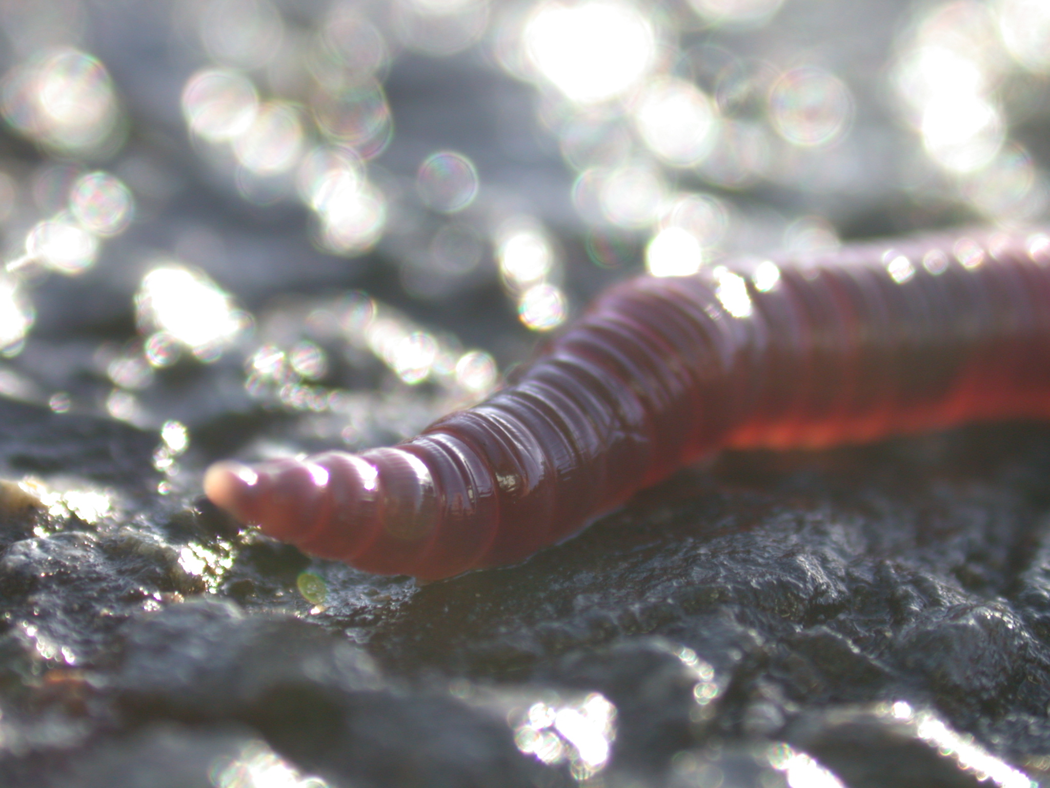 Image*After photos worm mud water moist translucent sun