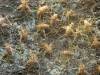 insects swarm swarming crawling invasion yellow locusts